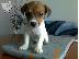 PoulaTo: Kαλή τιμή!!!.Πουλάω όμορφα κουτάβια ράτσα JACK RUSSEL TERRIER - Τζακ Ράσελ Τεριέ - 300 eur...